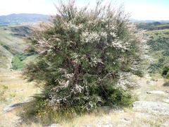 Kunzea serotina