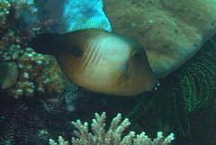 Amanses scopas