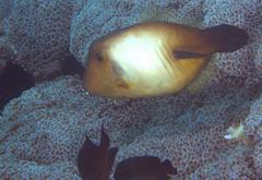 Amanses scopas