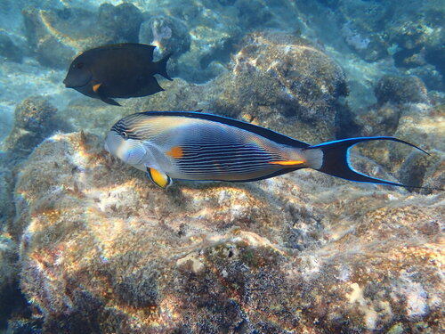 Sohal Surgeonfish (Acanthurus sohal)