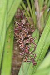Cymbidium bicolor