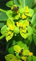 Anthelephila caerulea