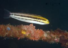 Petroscirtes breviceps
