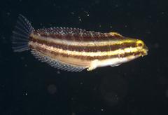Petroscirtes breviceps