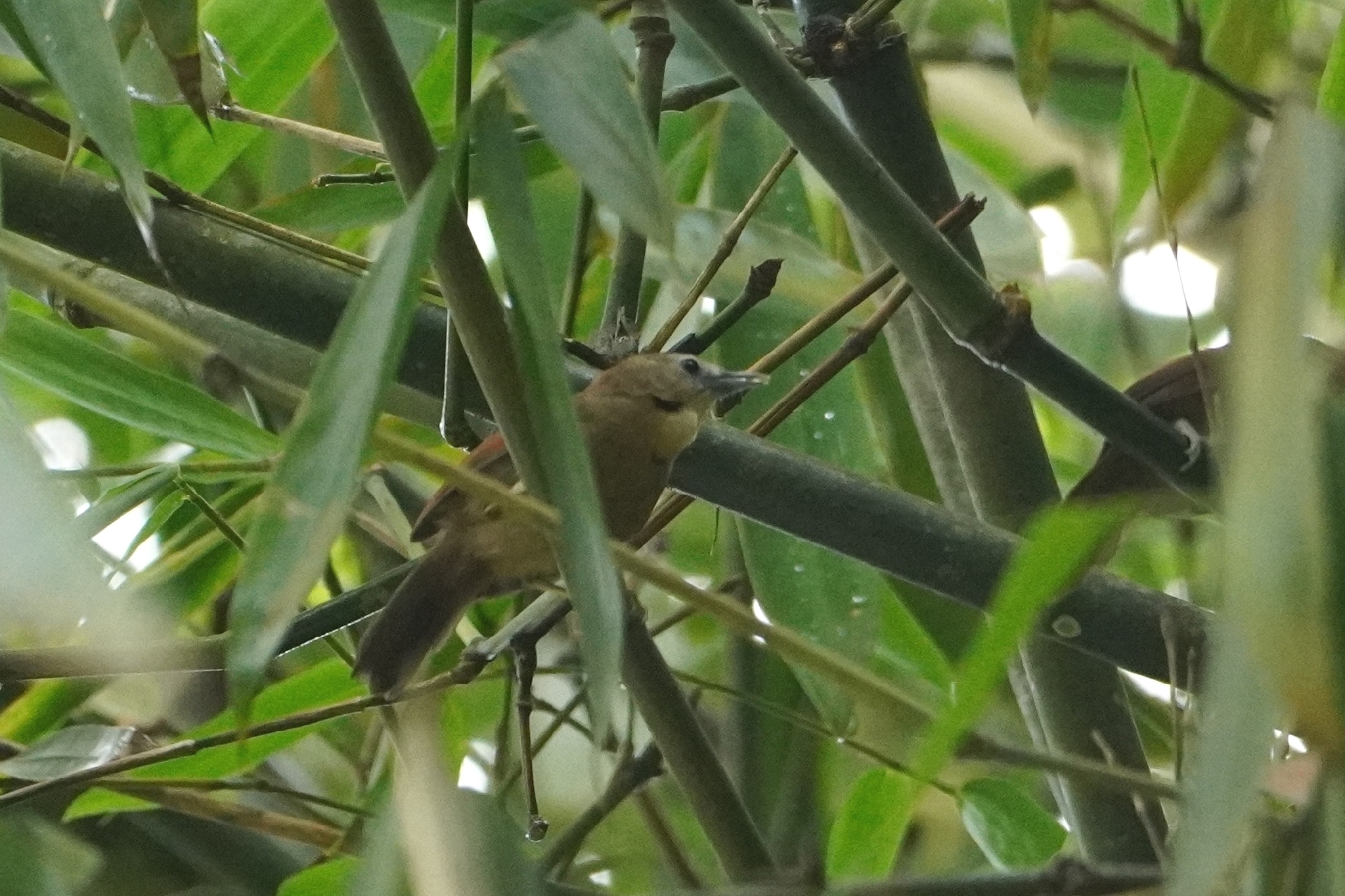 Crescent-chested Babbler illustration