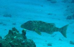 Lethrinus xanthochilus