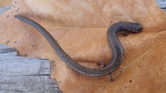 Batrachoseps gavilanensis