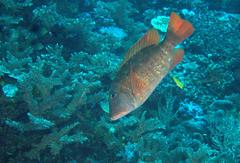 Lethrinus erythracanthus