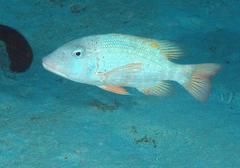 Lethrinus erythracanthus
