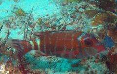 Lethrinus erythropterus