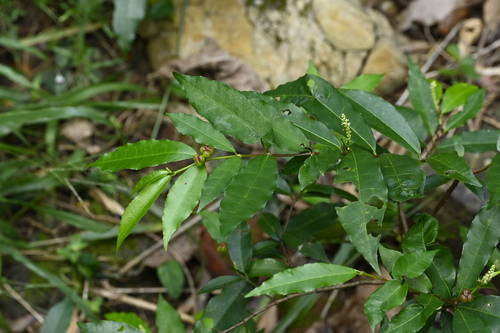 Excoecaria formosana, photograph 2
