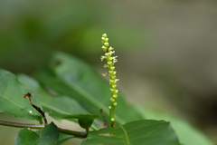 (c) 曾昱承 Yu-Cheng Zeng, some rights reserved (CC BY) Excoecaria formosana, photograph (c) 曾昱承 Yu-Cheng Zeng, some rights reserved (CC BY)
