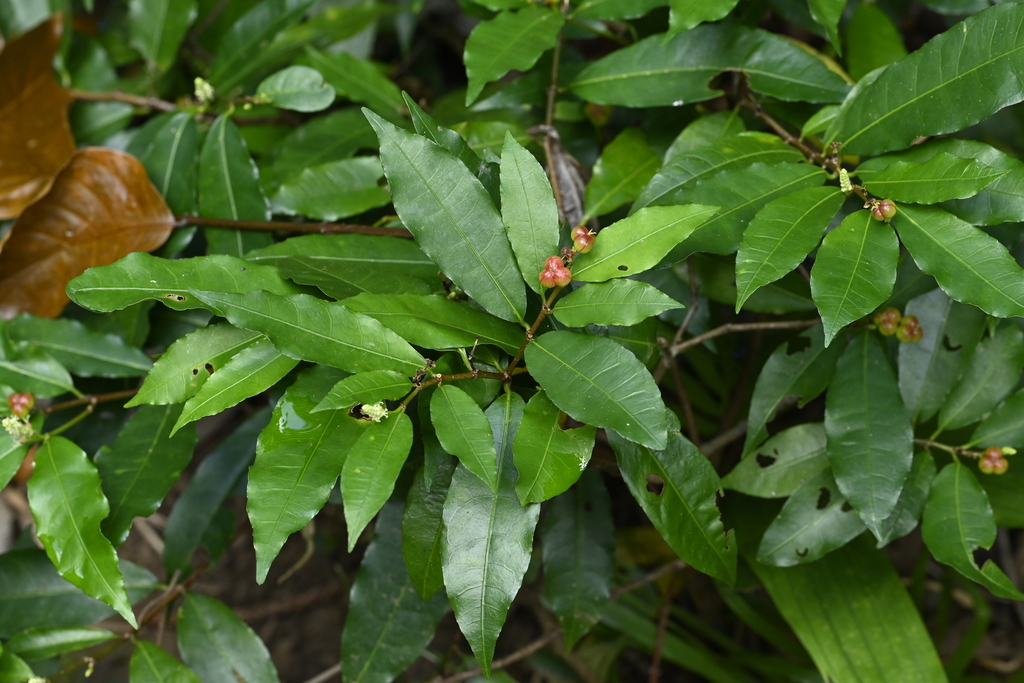 Excoecaria formosana; photograph (c) 曾昱承 Yu-Cheng Zeng, some rights reserved (CC BY)