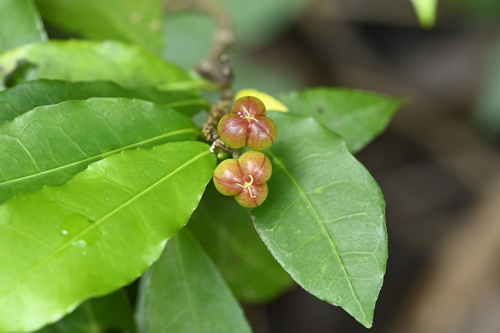 Excoecaria formosana, photograph 4