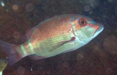 Lethrinus erythropterus