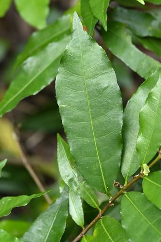 Excoecaria formosana, photograph 6