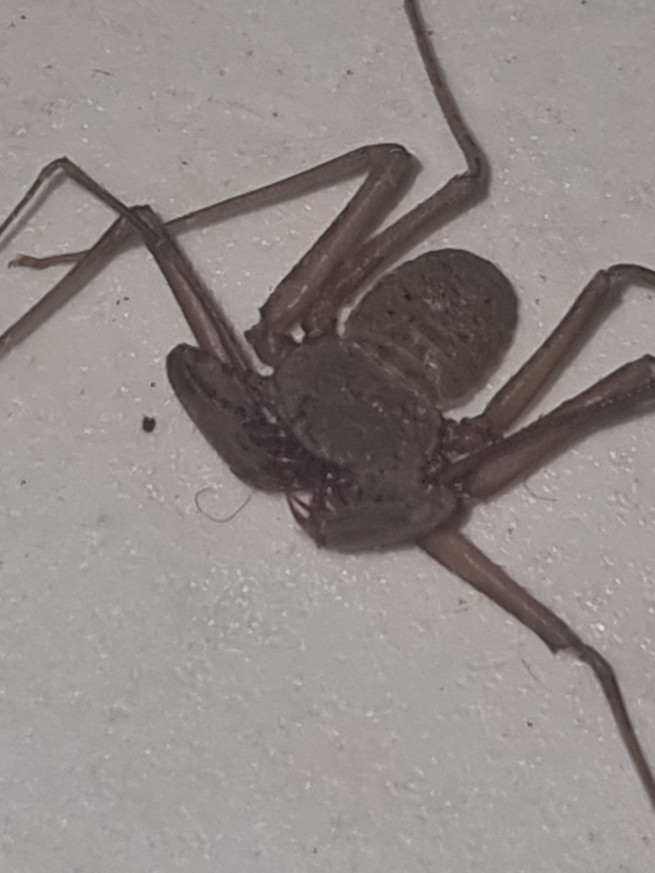 Sarax ioanniticus (Kritscher, 1959)