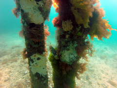 Omegophora armilla