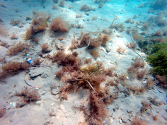 Meuschenia freycineti