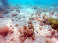Meuschenia freycineti