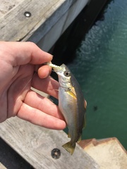Pollachius pollachius