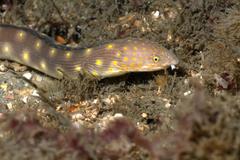 Myrichthys breviceps