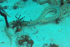 Myrichthys breviceps