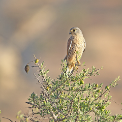 Falco tinnunculus