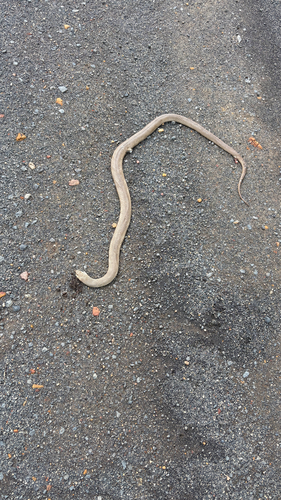 Eastern Brown Snake sighting