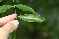 曾昱承 Yu-Cheng Zeng, CC BY, iNaturalist via GBIF Ticanto crista, photograph 曾昱承 Yu-Cheng Zeng, CC BY, iNaturalist via GBIF