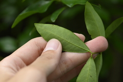 曾昱承 Yu-Cheng Zeng, CC BY, iNaturalist via GBIF Ticanto crista, photograph 曾昱承 Yu-Cheng Zeng, CC BY, iNaturalist via GBIF