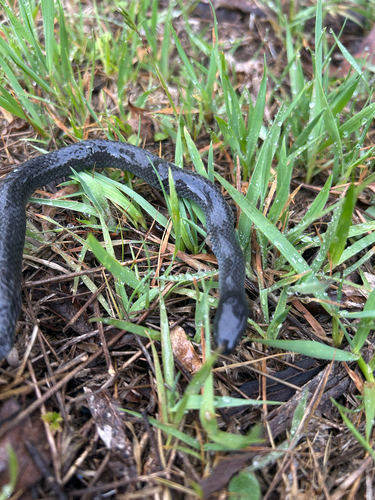 Eastern Small-eyed Snake sighting