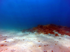 Sillaginodes punctatus