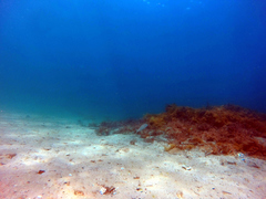 Sillaginodes punctatus