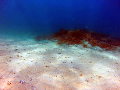 Sillaginodes punctatus