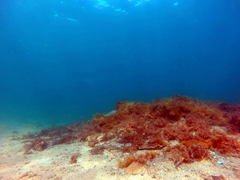 Sillaginodes punctatus