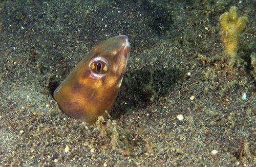 Sand conger (Ariosoma anagoides) — Congridae — 5