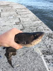 Scyliorhinus stellaris