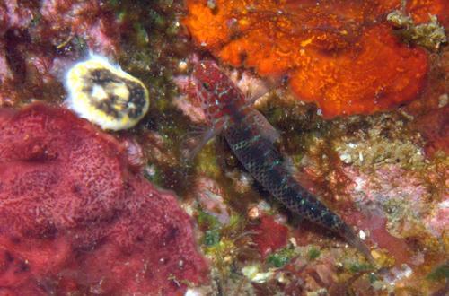 Eviota algida — seen at this dive site