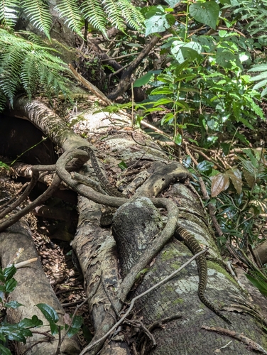 Coastal Carpet Python sighting