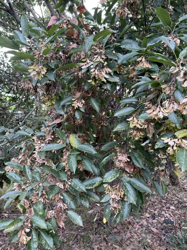 evergreen maple (Acer albopurpurascens)