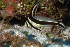 Eques lanceolatus