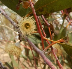 Eucalyptus leucoxylon
