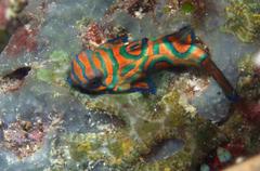 Synchiropus splendidus