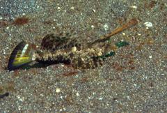 Dactylopus kuiteri