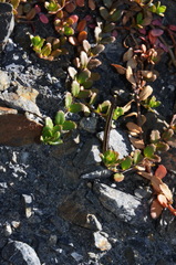 Epilobium microphyllum
