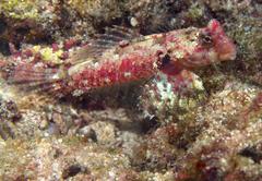 Synchiropus morrisoni