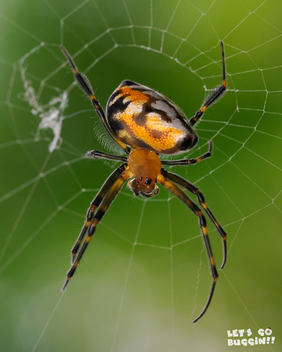 Leucauge fastigata (Simon, 1877)