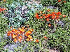 Drosanthemum lavisii