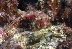 Synchiropus morrisoni